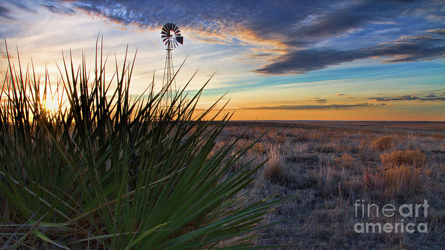 Yucca Dawn Photograph by Jim Garrison