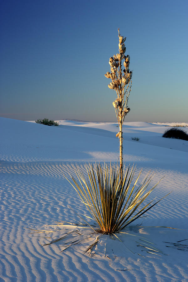 Yucca Photograph by Eric Foltz