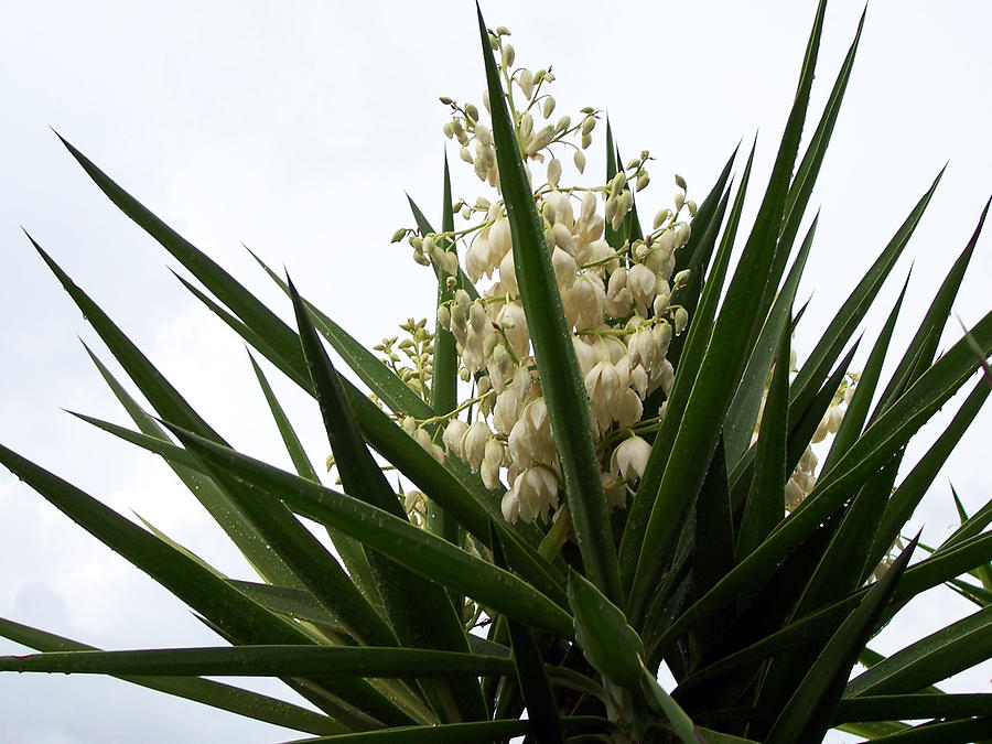 Yucca flowers Photograph by Evelyn Patrick