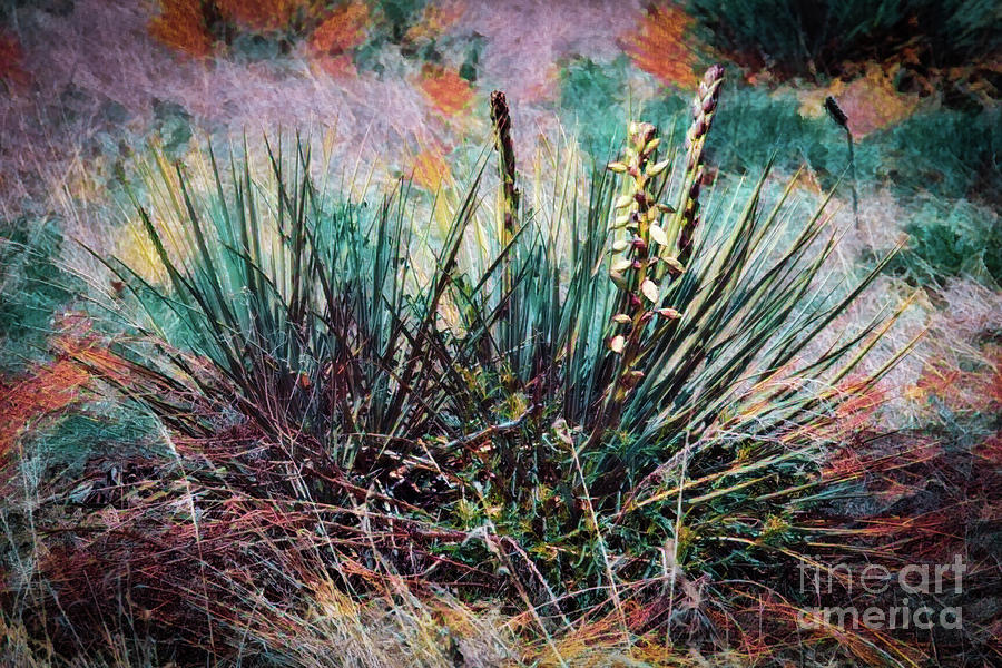 Yucca Gone Wild Photograph by Jon Burch Photography