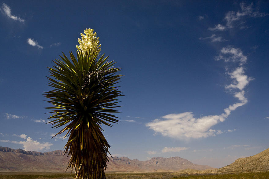 Nature Photograph - Yucca In Bloom by Kelley Swinney Nature Photograph - Yucca In Bloom by Kelley Swinney