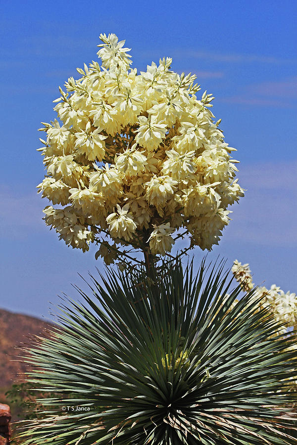 Yucca In Full Bloom Digital Art by Tom Janca