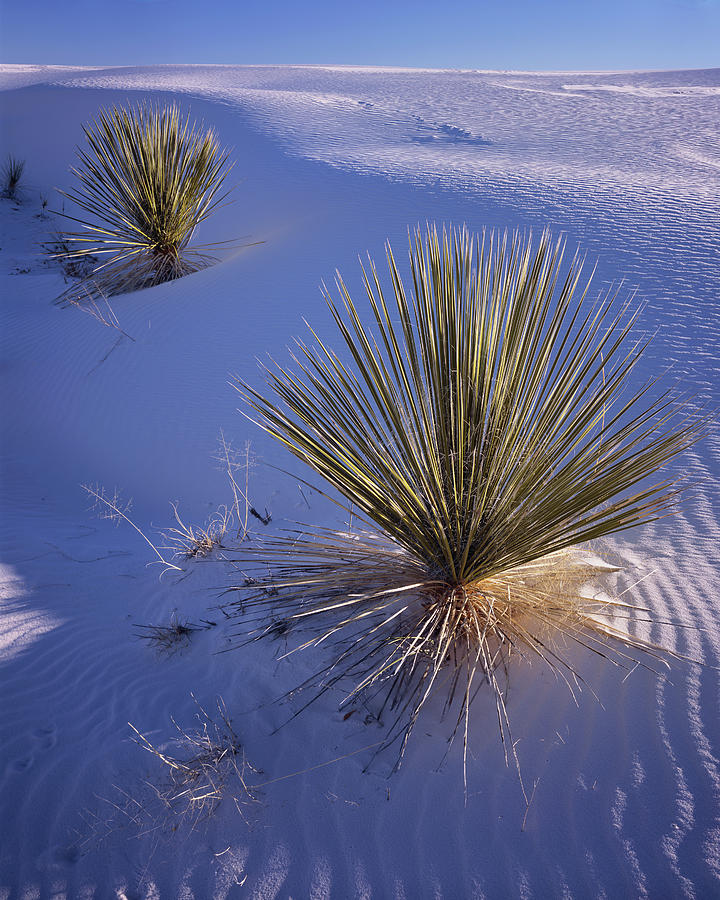 Yucca in Gypsum Sand Photograph by Tom Daniel