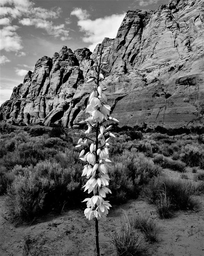 Yucca in Snow Canyon Photograph by Heidi Fickinger