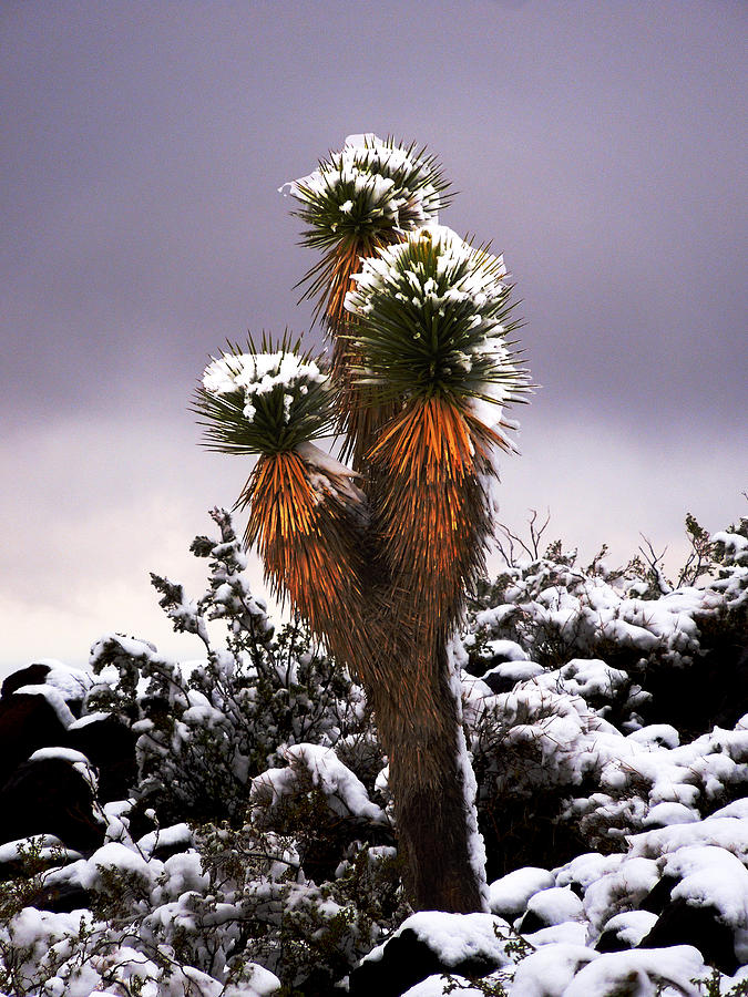 Yucca in the Snow Photograph by Alan Socolik