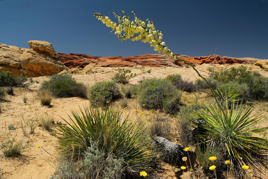 Yucca In The Valley Of Fire Photograph by Frank Wilson
