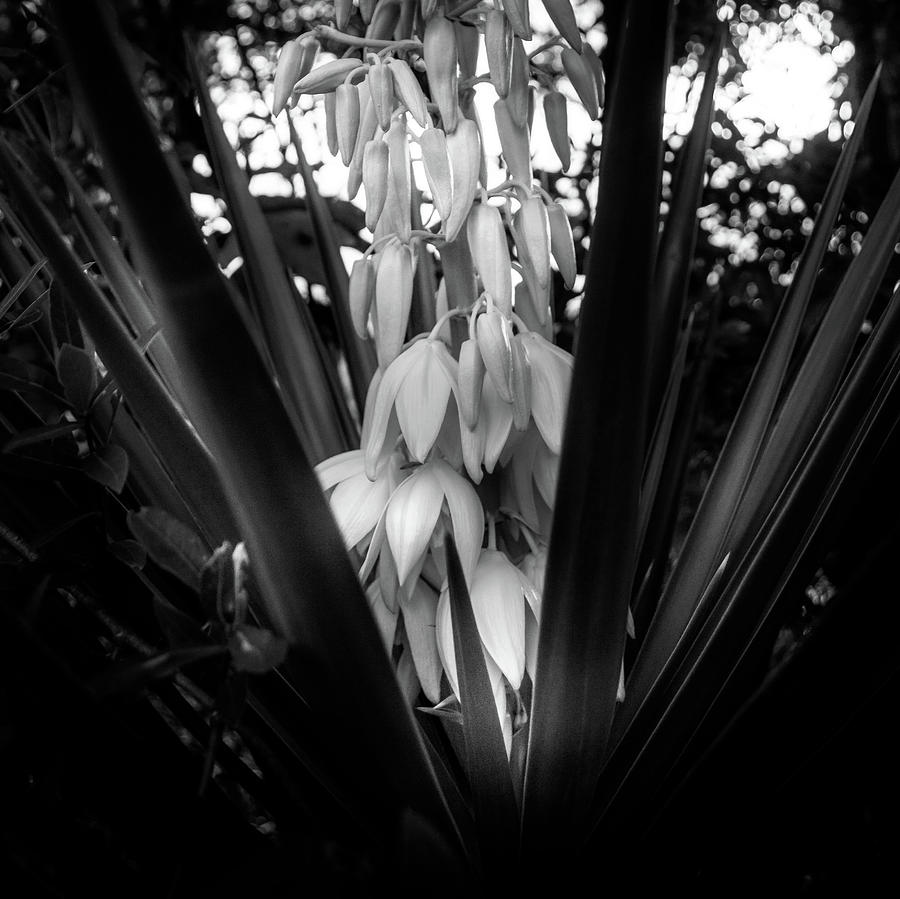 Yucca In the Woods in Black and White Photograph by Greg and Chrystal Mimbs