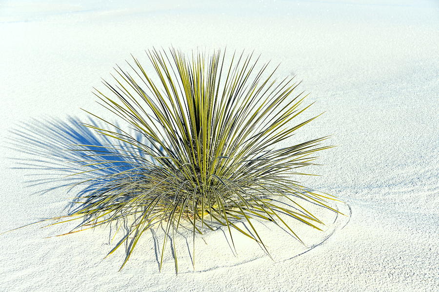 Yucca in White Sand Photograph by Jerry Cahill