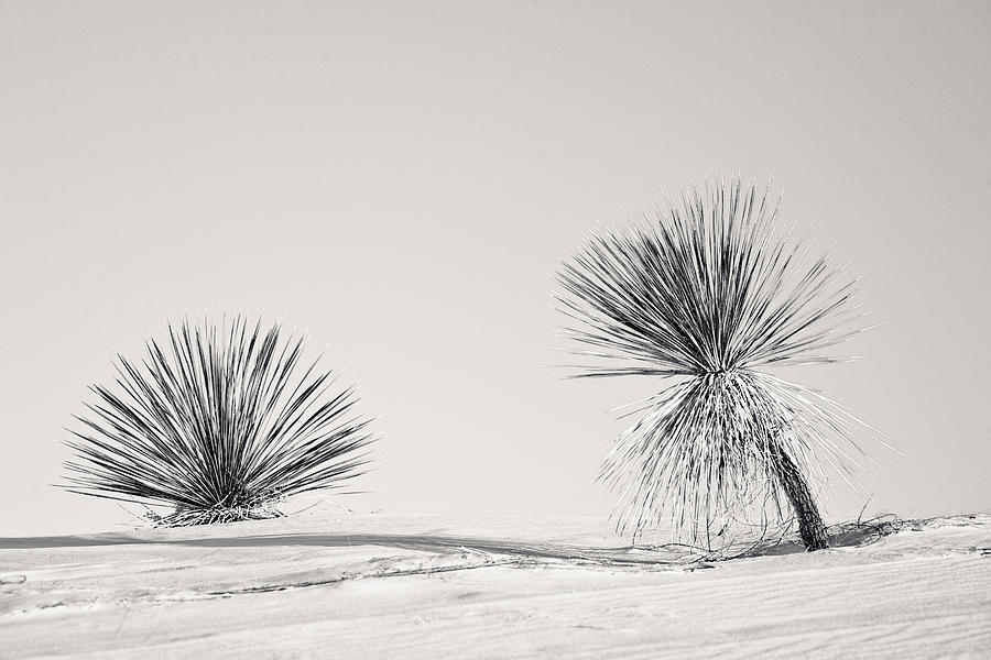 yucca in White sands Photograph by Ralf Kaiser