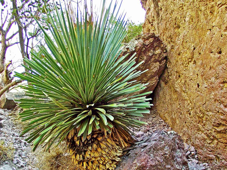 Yucca in Whitewater Catwalk National Recreation Trail near Glenwood-New Mexico Photograph by Ruth Hager