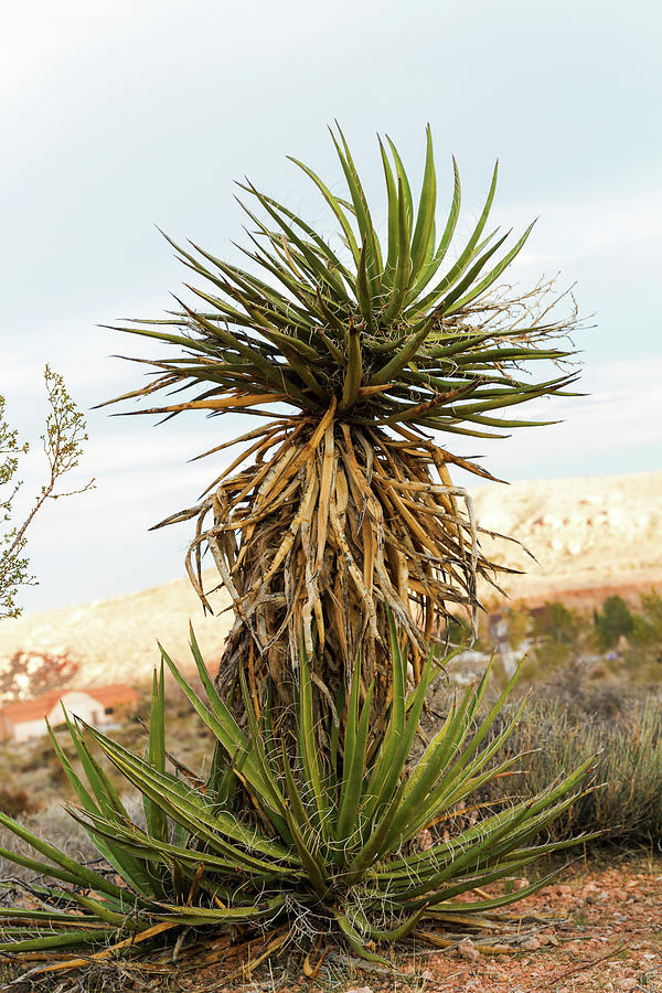 Desert Photograph - Yucca in Winter by Evgeniya Lystsova
