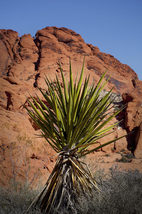 Yucca Photograph by Kelley King