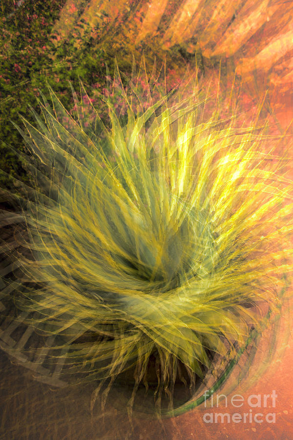 Yucca Lace Digital Art by Georgianne Giese