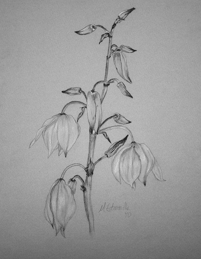 Yucca Drawing by Marna Edwards Flavell