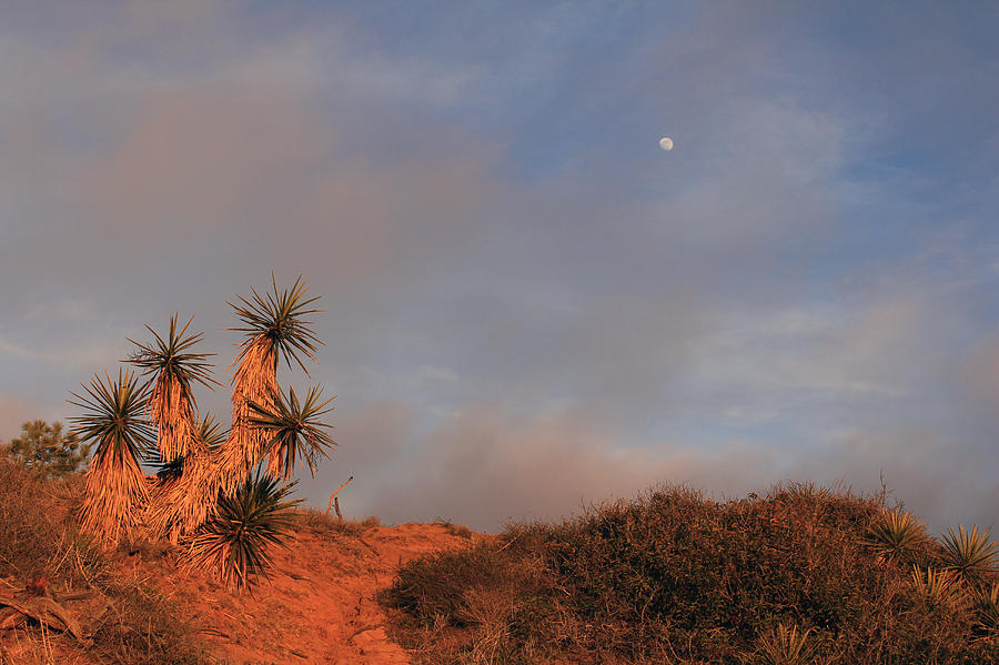 Yucca Moon Photograph by Robin Street-Morris
