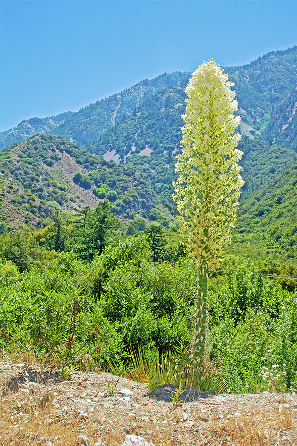 Yucca on Mount Baldy, California  Photograph by Ruth Hager