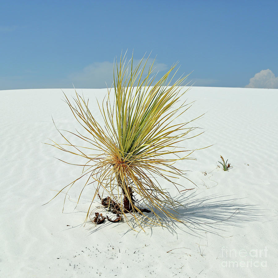 Yucca On Sand Photograph By John Wijsman - Pixels