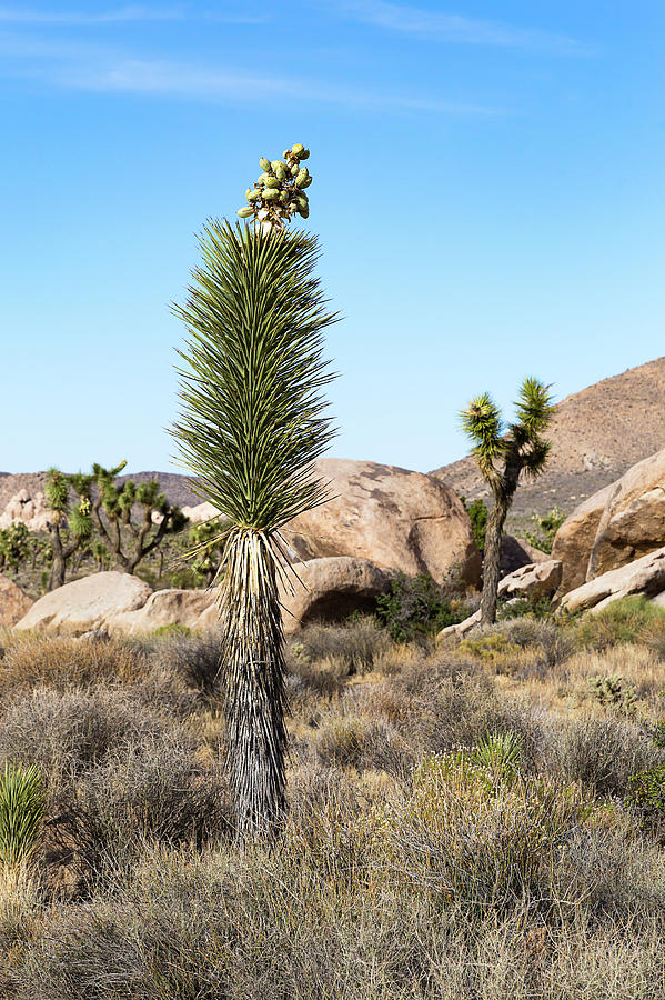 Yucca Palms And Rock Formation In Joshua Tree National Park Cal