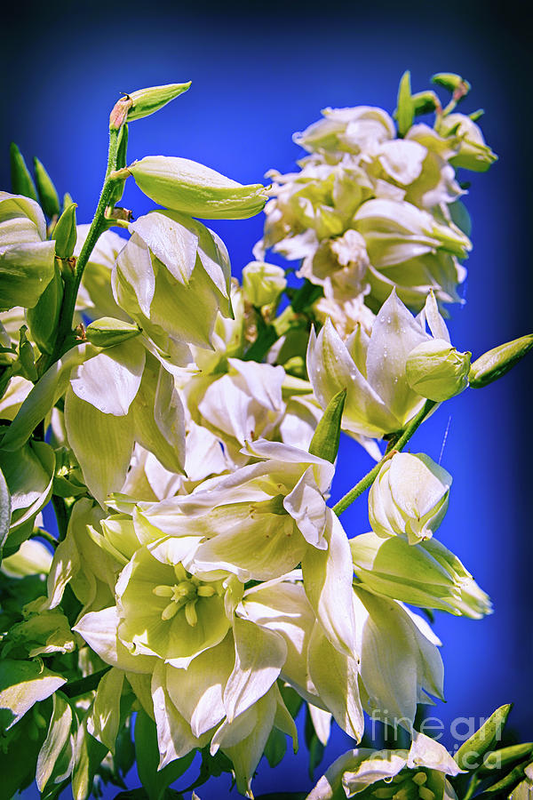 Flower Photograph - Yucca Paradise by Kasia Bitner