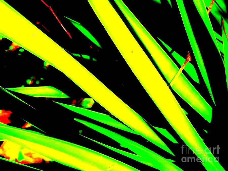 Yucca Plant Abstract Photograph by Tim Townsend