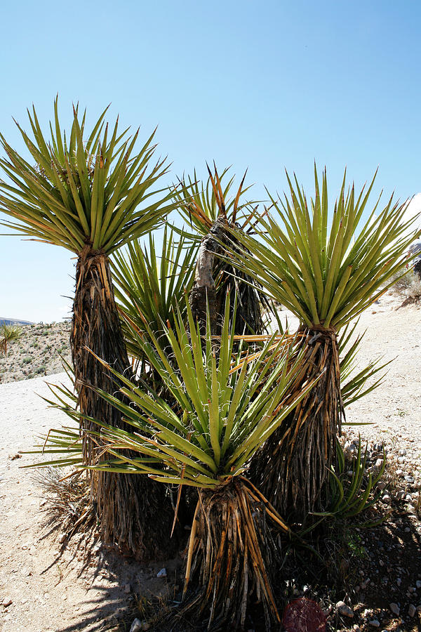 Yucca plant family Photograph by Marilyn Hunt