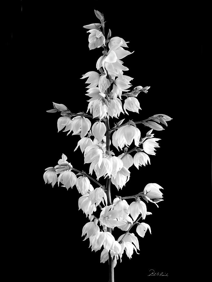 Yucca Plant Flowers Photograph by Frederic A Reinecke