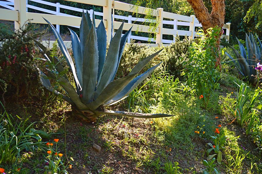 Yucca Plant In Malibu Photograph