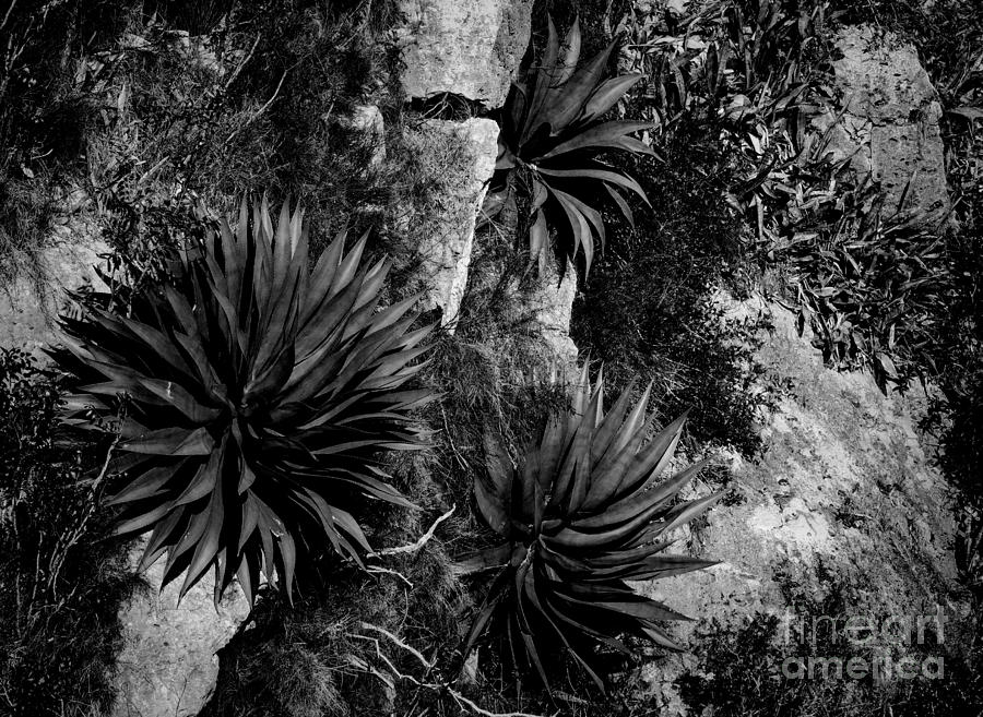 Yucca plants - monochrome Photograph by Les Palenik