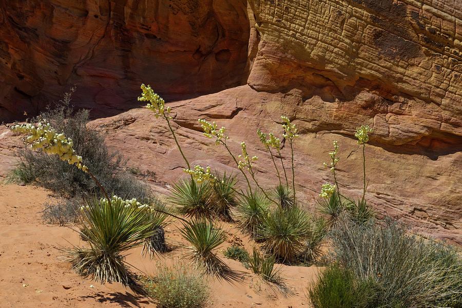 Yucca Plants Valley Of Fire Photograph by Frank Wilson