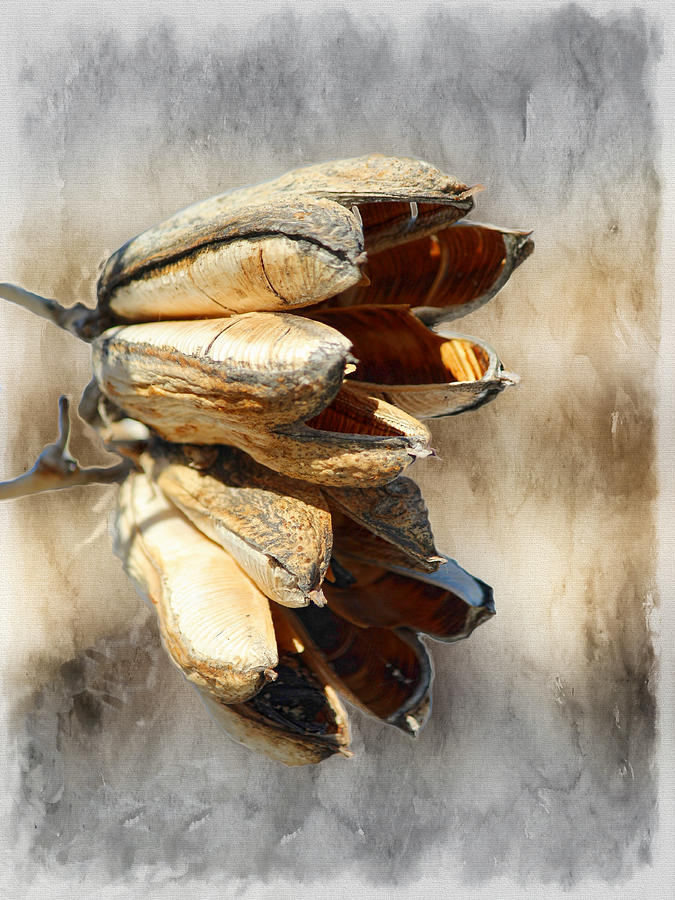 Yucca Pod Silver and Gold Photograph by Barbara Chichester
