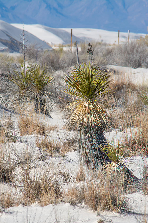 Yucca Photograph by Racheal Christian