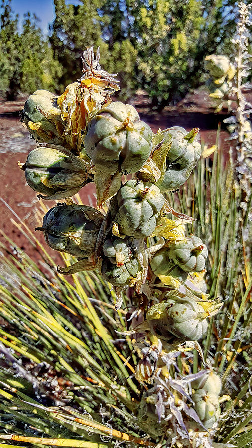 Yucca Seed Pods Photograph by Jim Thomas - Pixels