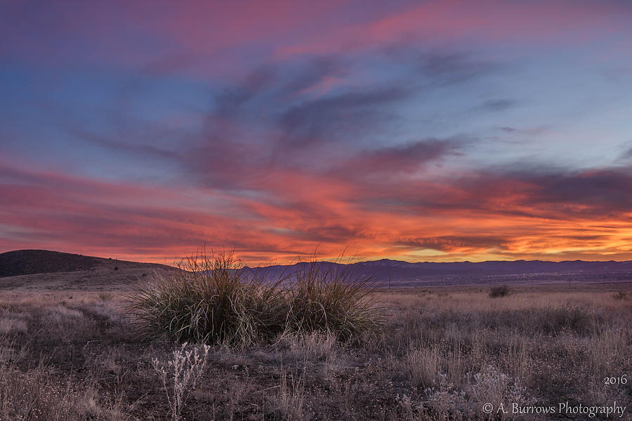 Yucca Sunset Photograph by Aaron Burrows