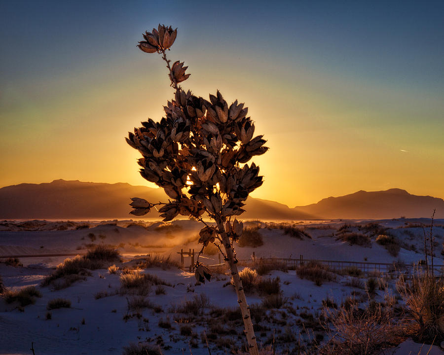 Yucca Sunset Photograph by Diana Powell