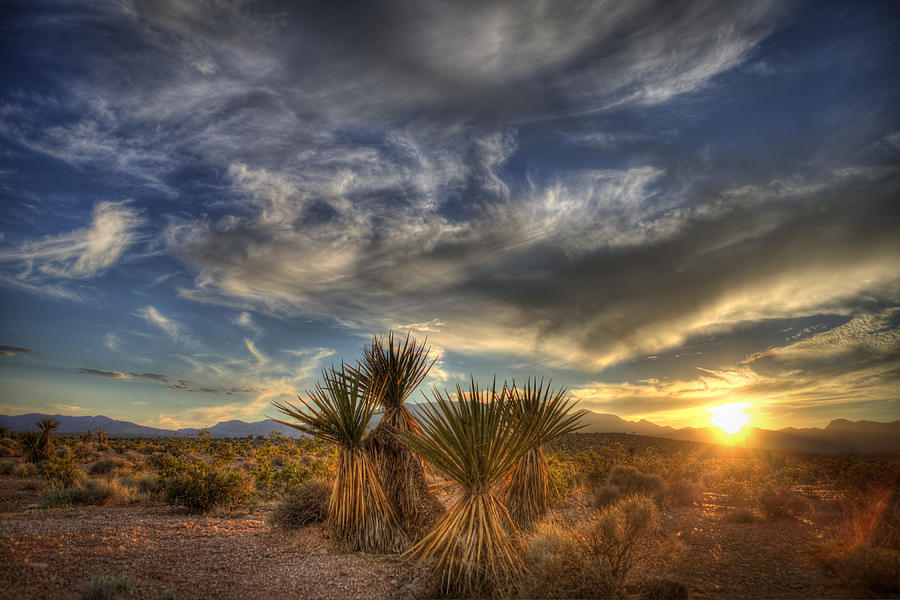 Yucca Sunset Photograph by Robert Melvin - Fine Art America