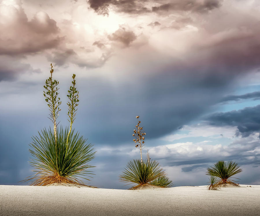 Yucca Three 5x6 Photograph by James Barber