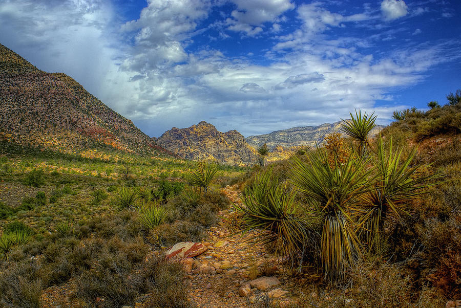 Yucca Trail Photograph by Stephen Campbell