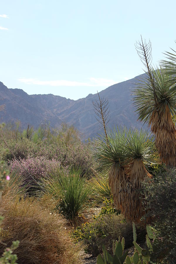 Yucca Trees and Desert Fauna Photograph by Colleen Cornelius