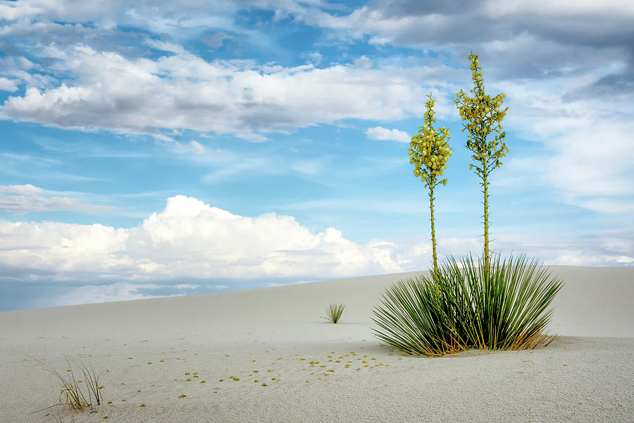 Yucca Twins Photograph by James Barber
