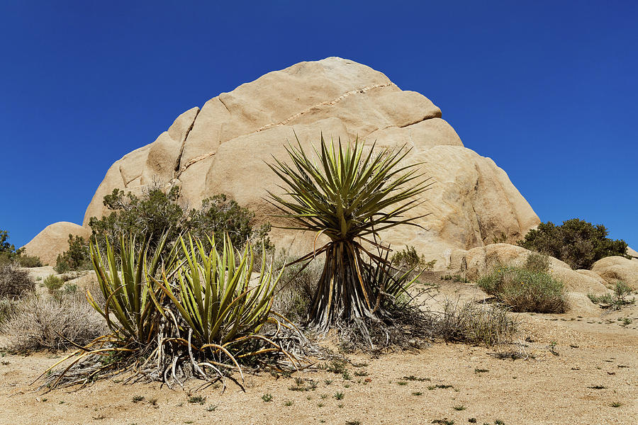 Landscape Photograph - Yucca with Rock Formation by Evgeniya Lystsova