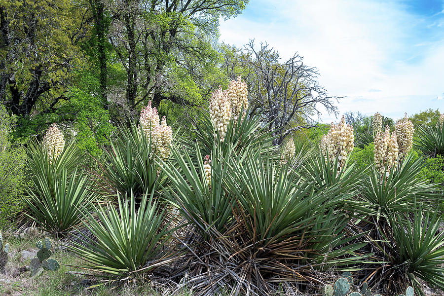 Yuccas Flowering Photograph by Bryan Pridgeon - Fine Art America