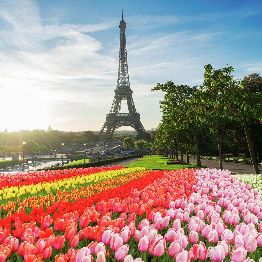Eiffel Tour from Trocadero Gardens Photograph by Anastasy Yarmolovich