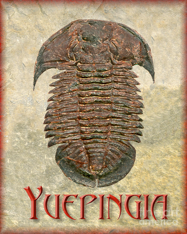 Yuepingia Fossil Trilobite Photograph by Melissa A Benson