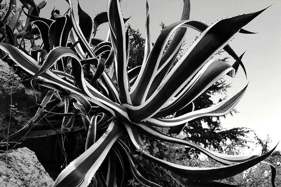 Yucca Photograph by Mark J Dunn