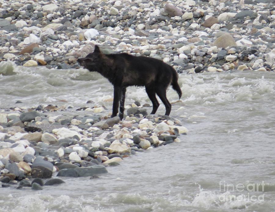 Kluane National Park Photograph - Yukon Wolf by Harriet Peck Taylor