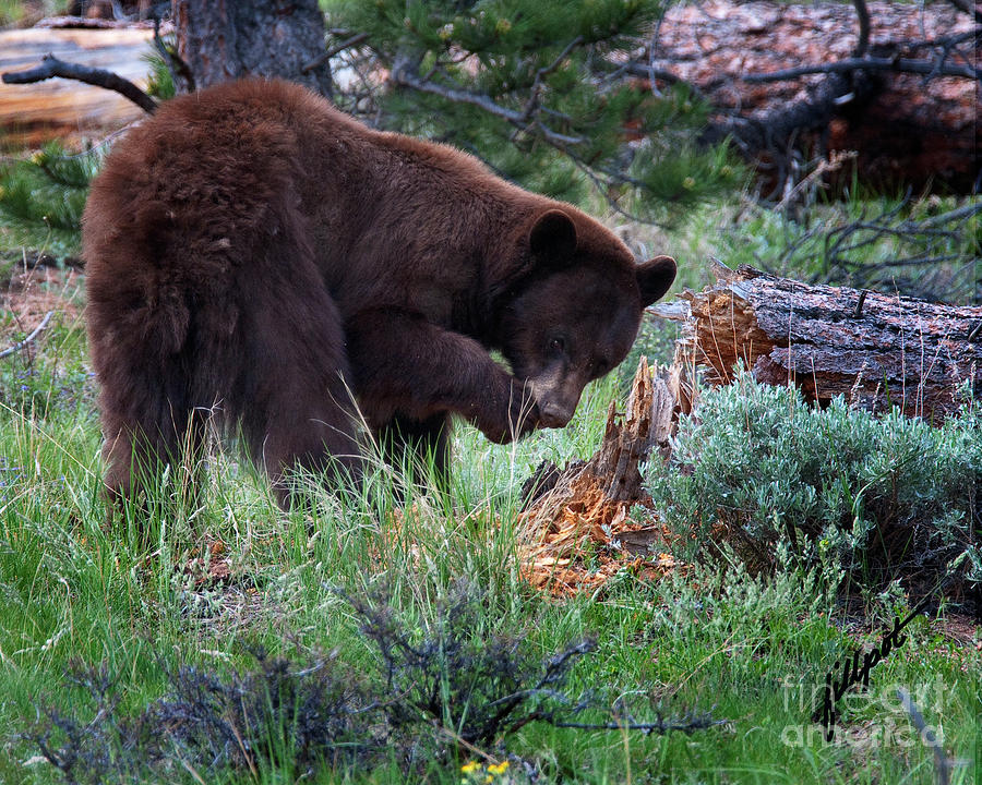 Rocky Mountain National Park Photograph - Yum by Bon and Jim Fillpot
