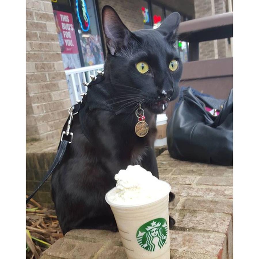 Coffee Photograph - Yum! My Favorite Treat After A Hike - by Sirius Black Adventure Cat
