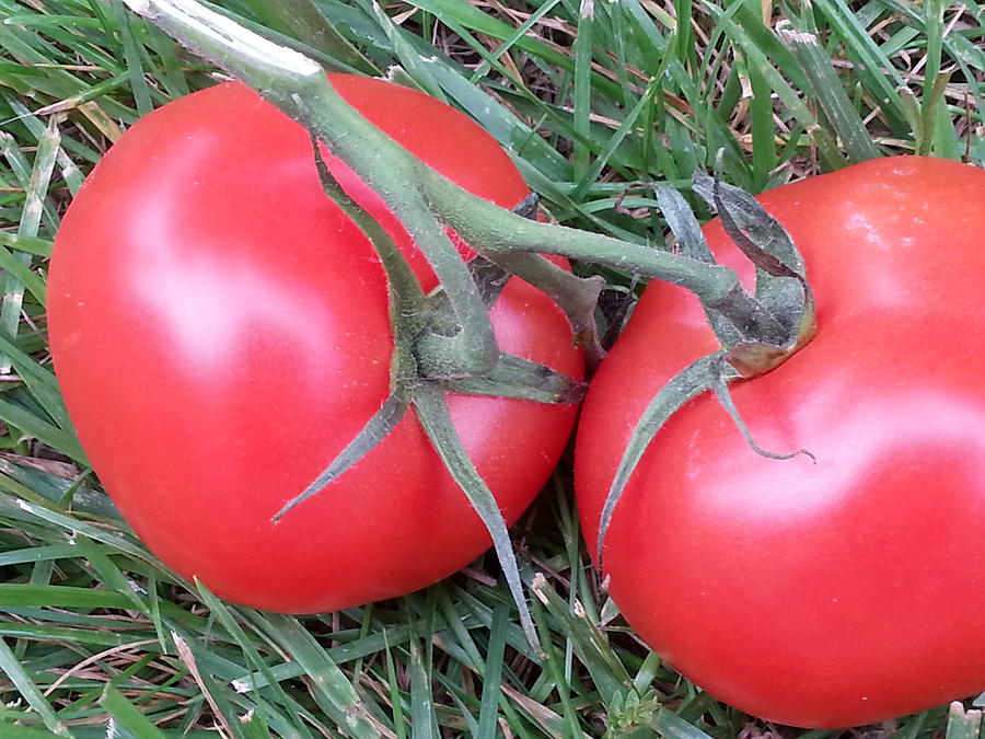 Yum-tomatoes Photograph