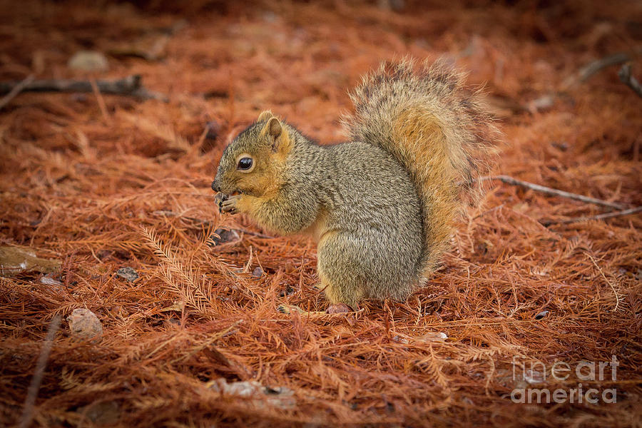 Yum Yum Nuts Wildlife Photography by Kaylyn Franks     Photograph by Kaylyn Franks