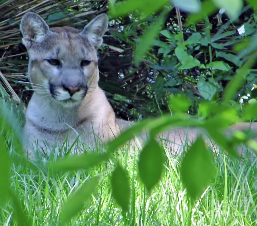 Yuma The Florida Panther Photograph by D Hackett